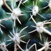 Pediocactus_ peeblesianus 'fickeisenii' SB468 _05